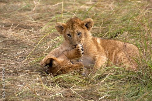 African Lion, panthera leo, Cub playing, Masai Mara Park in Kenya