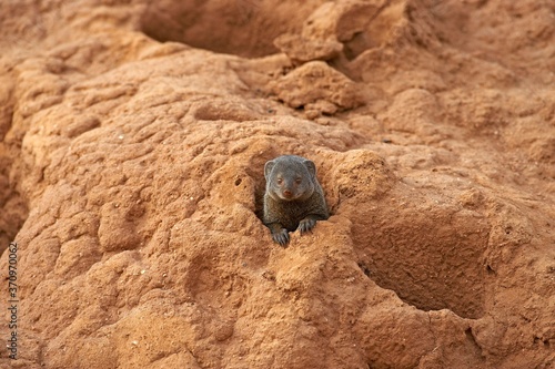 Dwarf Mongoose, helogale parvula, Adult standing on Termite Hill, Masai Mara Parc in Kenya photo