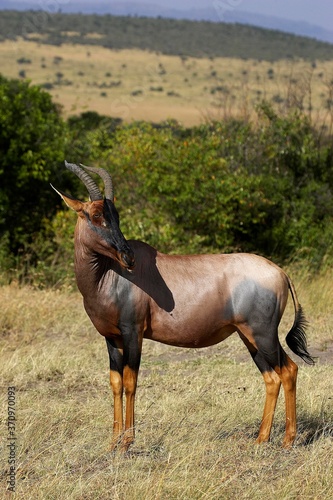 TOPI damaliscus korrigum, Adult in Savanna, Masai Mara Park in Kenya