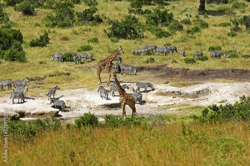 Rothschild s Giraffe  giraffa camelopardalis rothschildi  and Burchell s Zebra  equus burchelli  Herd Licking Salt  Masai Mara Park in Kenya