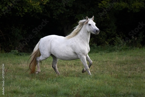 Connemara Pony  Mare Trotting through Meadow
