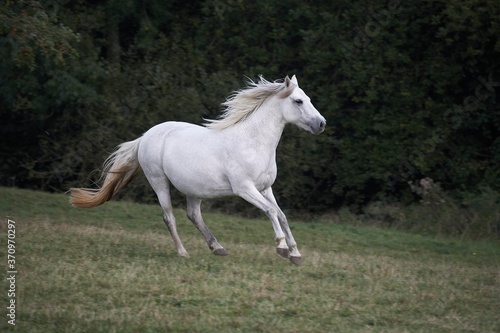 Schilderij op canvas Connemara Pony, Mare Galloping though Meadow