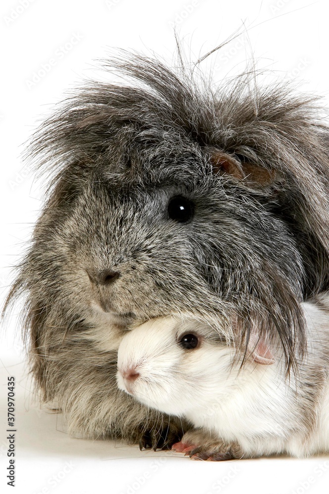 Fototapeta premium Long Hair Guinea Pig, cavia porcellus, Adults against White Background