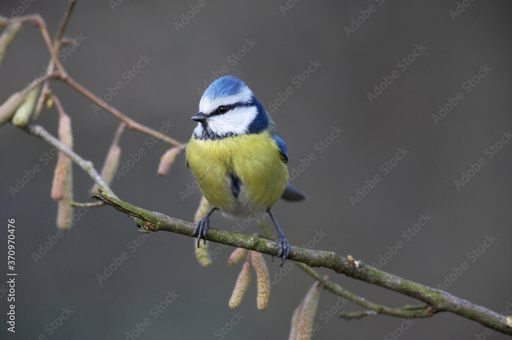 Obraz premium Blue Tit, parus caeruleus, Adult standing on Branch, Normandy
