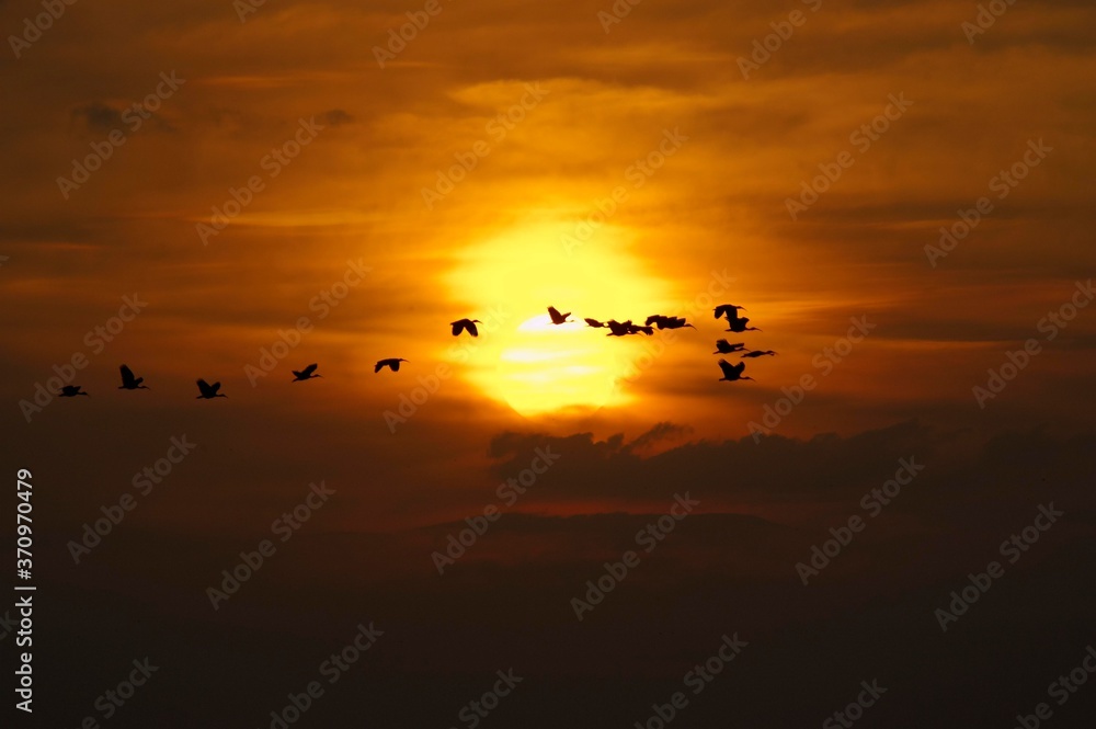 Scarlet Ibis, eudocimus ruber, Group in Flight at Sunset, Los Lianos in Venezuela