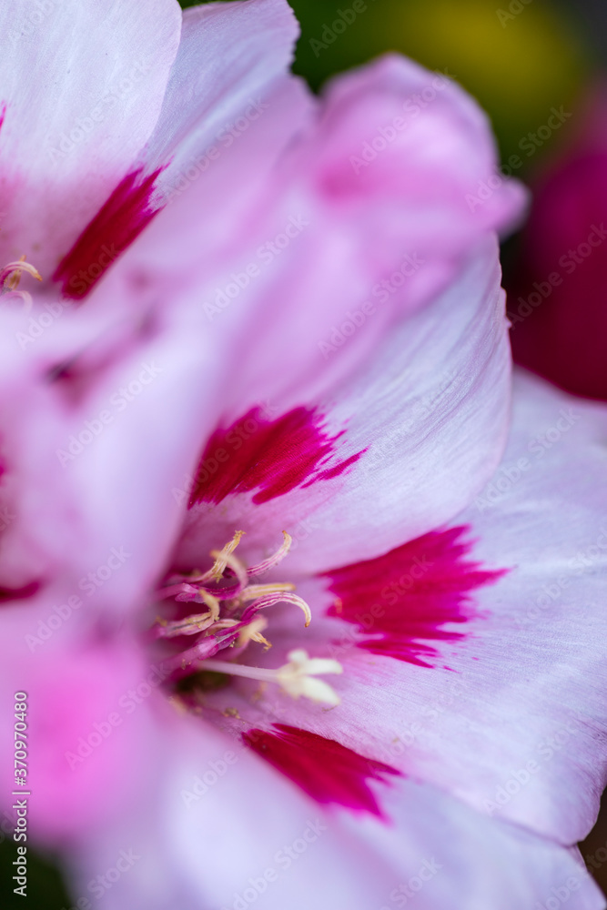 Godetia, Clarkia amoena, Farewell to Spring