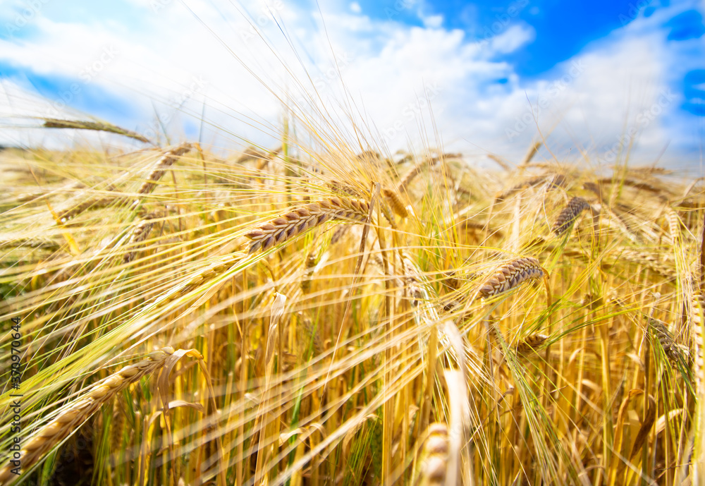 wheat field in summer with blue sky