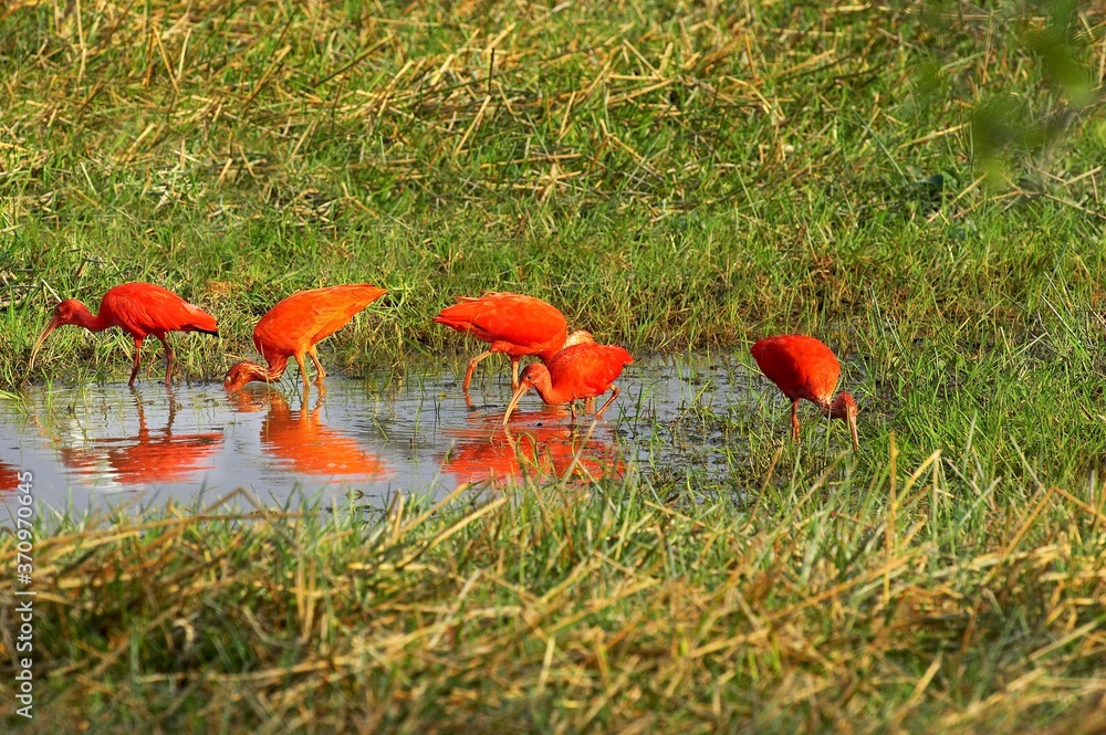 Scarlet Ibis, eudocimus ruber, Group standing in Swamp, Los Lianos in Venezuela Scarlet Ibis, eudocimus ruber, Group standing in Swamp, Los Lianos in Venezuela