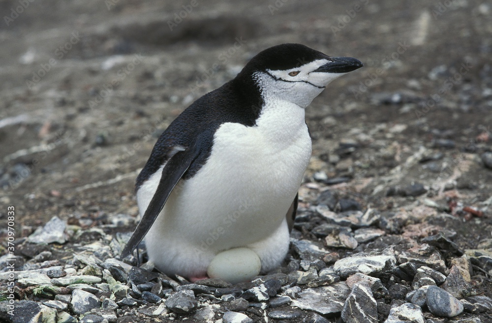 Fototapeta premium Chinstrap Penguin, pygoscelis antarctican, Adult sitting on its Egg in Nest, Antarctica