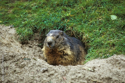 Alpine Marmot, marmota marmota, Adult standing at Den Entrance