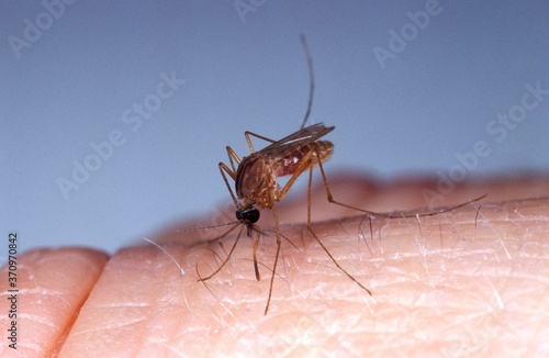Mosquito, culex quinquefasciatus, Adult bitting Skin, Florida photo