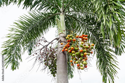 Areca catechu (Areca nut palm, Betel Nuts) ; showing produce on high tree. The ripe fruits, round, orange. photo