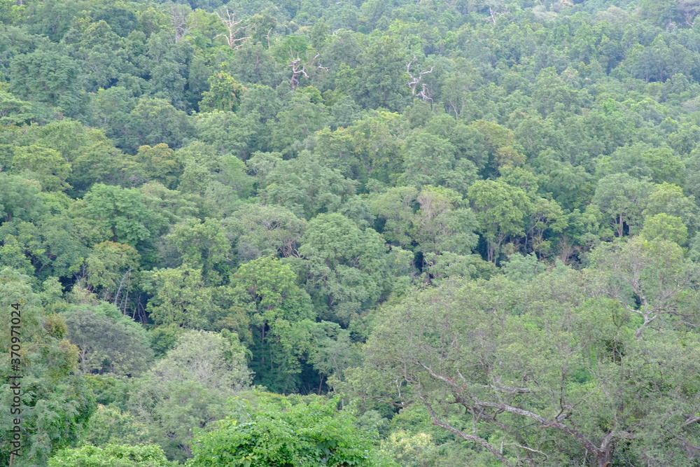 forest in the mountains