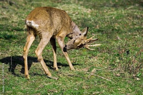 Roe Deer  capreolus capreolus  Male Scratching its Leg  Normandy