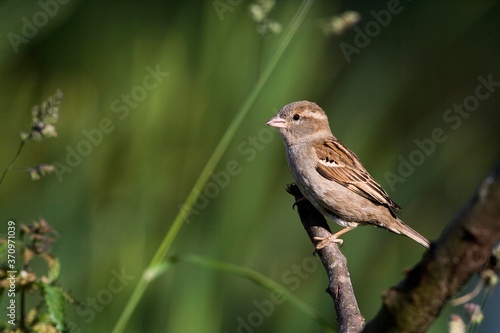 House Sparrow, passer domesticus, Female standing on Branch, Normandy © slowmotiongli