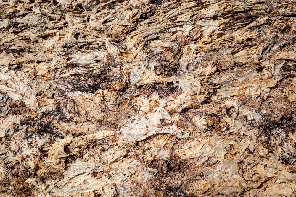 textures of dried brown sea algae textures of dried brown sea algae