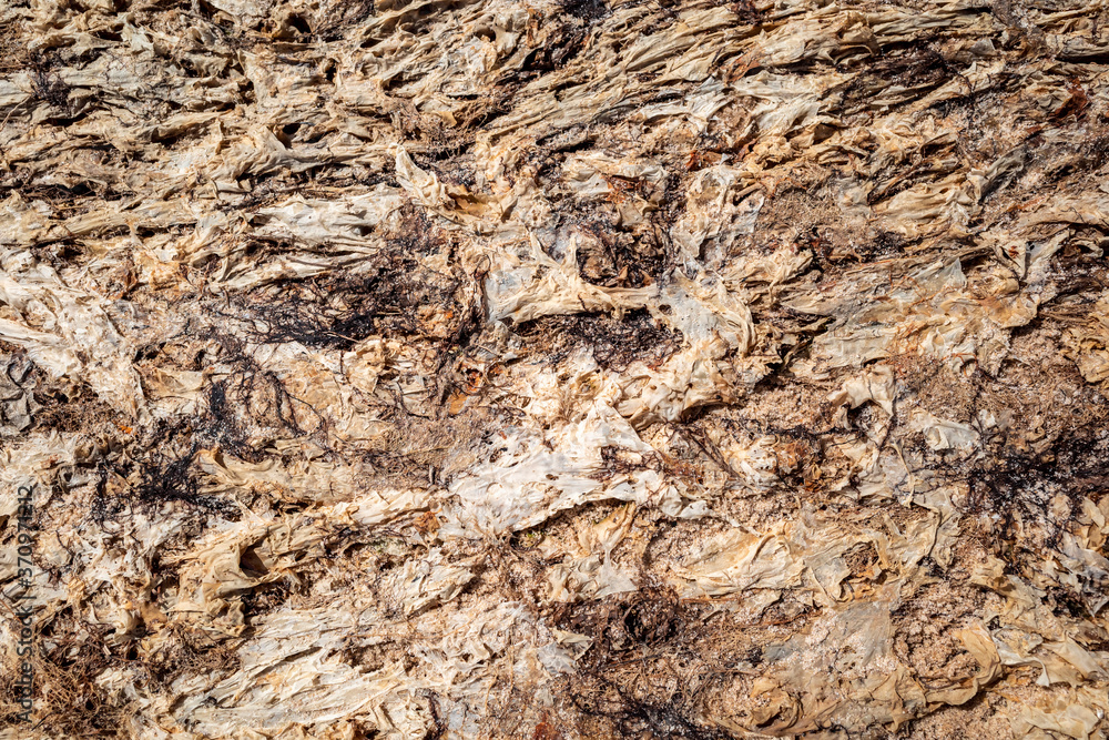 textures of dried brown sea algae