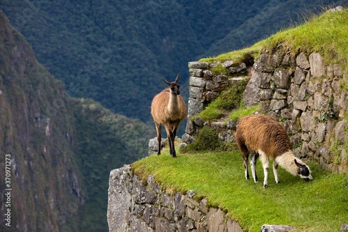 Llama, lama glama, Adults in the Lost City of the Incas, Machu Picchu in Peru © slowmotiongli