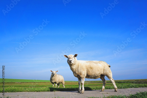 Zwei wei  e Schafe vor blauem Himmel und gr  nem Gras