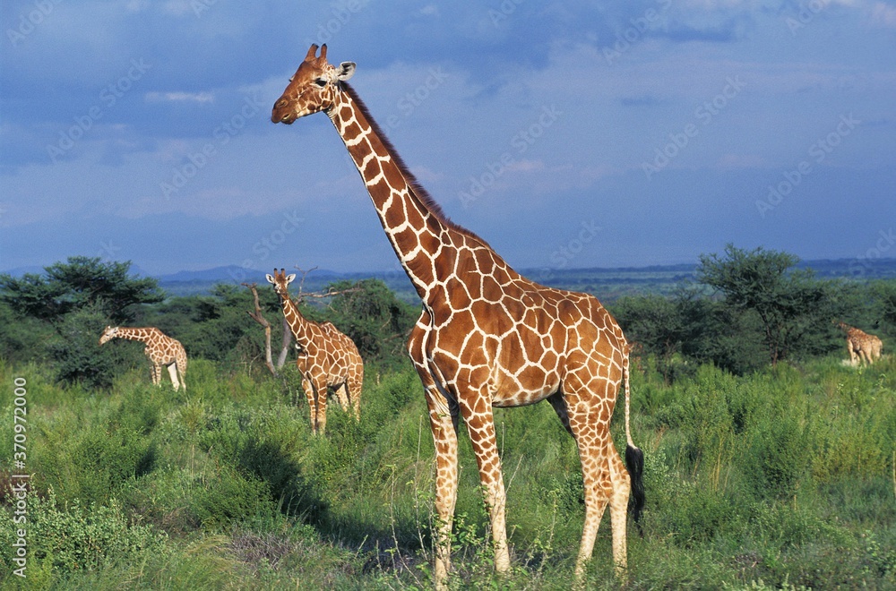 Obraz premium Reticulated Giraffe, giraffa camelopardalis reticulata, Group standing in Bush, Samburu Park in Kenya