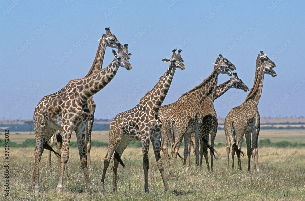 Obraz premium Masai Giraffe, giraffa camelopardalis tippelskirchi, Group walking through Savanna, Kenya