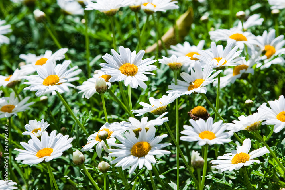Close-up beautiful daisy flowers blooming in the garden. Close-up beautiful daisy flowers blooming in the garden.