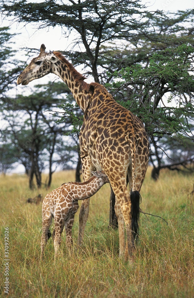 Masai Giraffe, giraffa camelopardalis tippelskirchi, Female with Young Suckling, Kenya