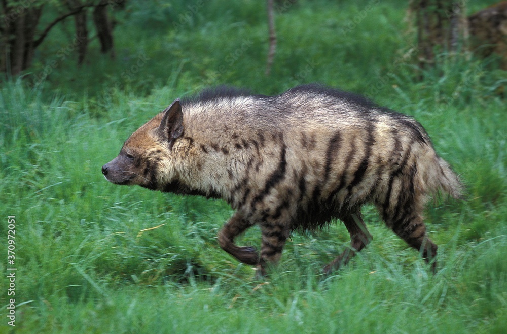 Striped Hyena, hyaena hyaena, Adult walking on Grass Striped Hyena, hyaena hyaena, Adult walking on Grass