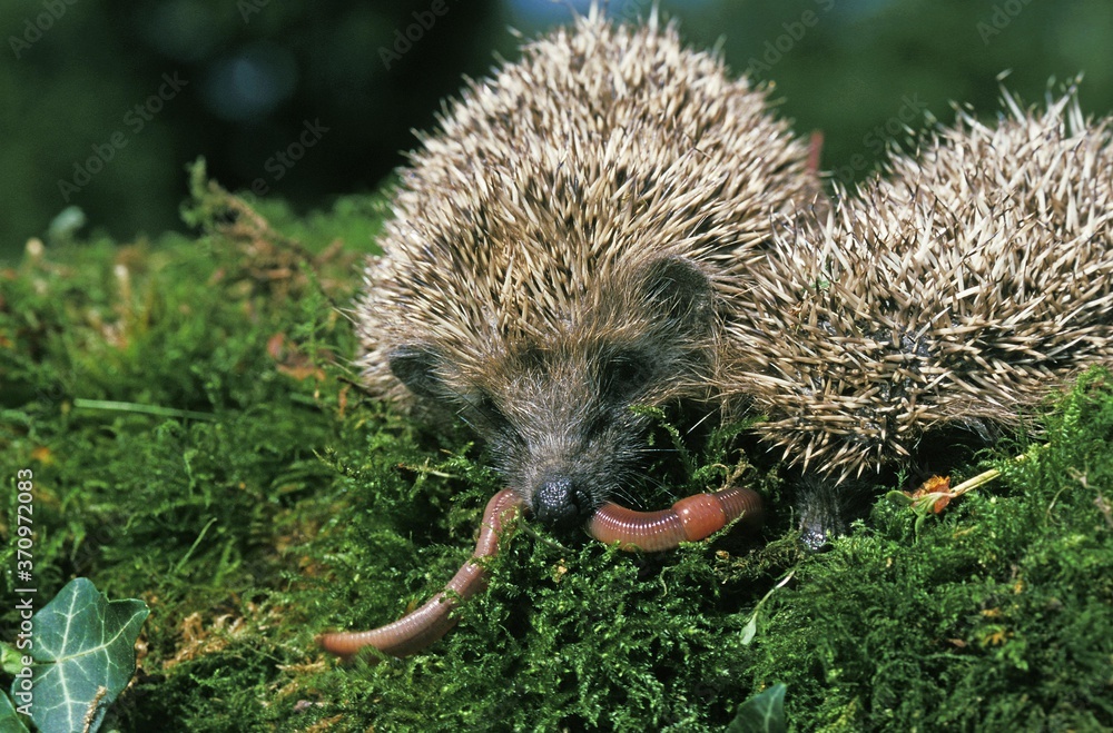 European Hedgehog, erinaceus europaeus, Adults eating Earthworm, Normandy