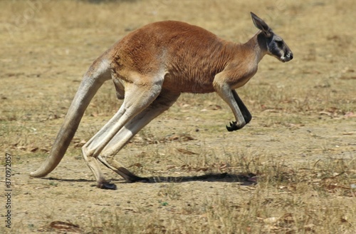 Red Kangaroo, macropus rufus, Adult standing on Dry Grass, Australia