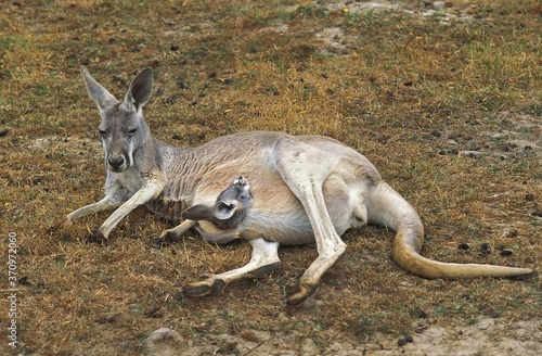 Red Kangaroo, macropus rufus, Female laying on Dry Grass with Head of Joey emerging from Pouch, Australia