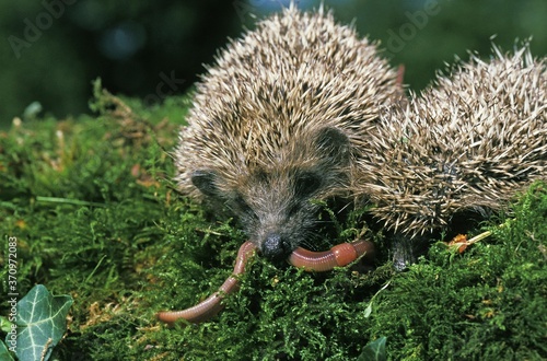Obraz na płótnie European Hedgehog, erinaceus europaeus, Adults eating Earthworm, Normandy w salonie