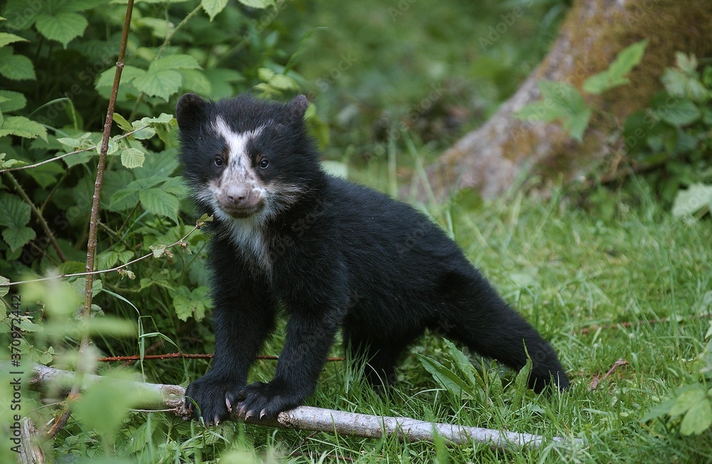 Fototapeta premium Spectacled Bear, tremarctos ornatus, Young standing on Grass