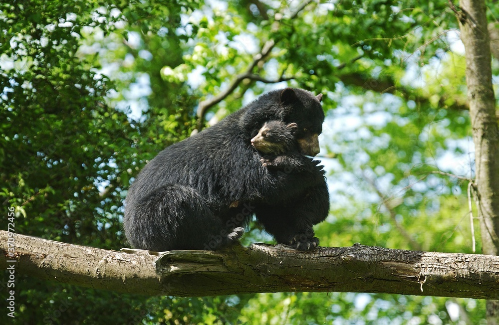 Fototapeta premium Spectacled Bear, tremarctos ornatus, Female with Young standing on Branch