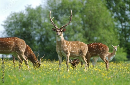 Canvas Print Axis Deer, axis axis, Herd standing in Meadow with Flowers