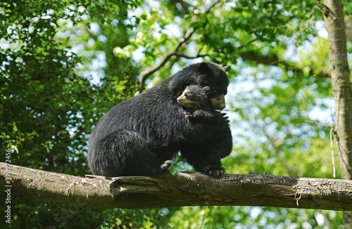 Spectacled Bear, tremarctos ornatus, Female with Young standing on Branch