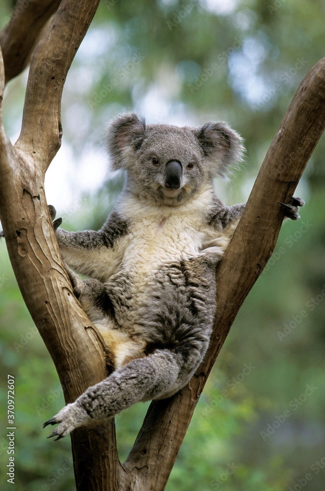 Fototapeta premium Koala, phascolarctos cinereus, Female standing on Branch