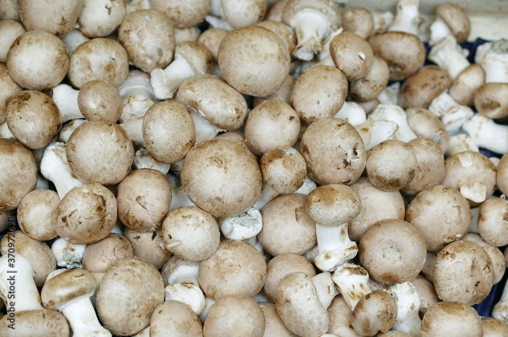 Button or Cultivated Mushroom, agaricus bisporus Button or Cultivated Mushroom, agaricus bisporus