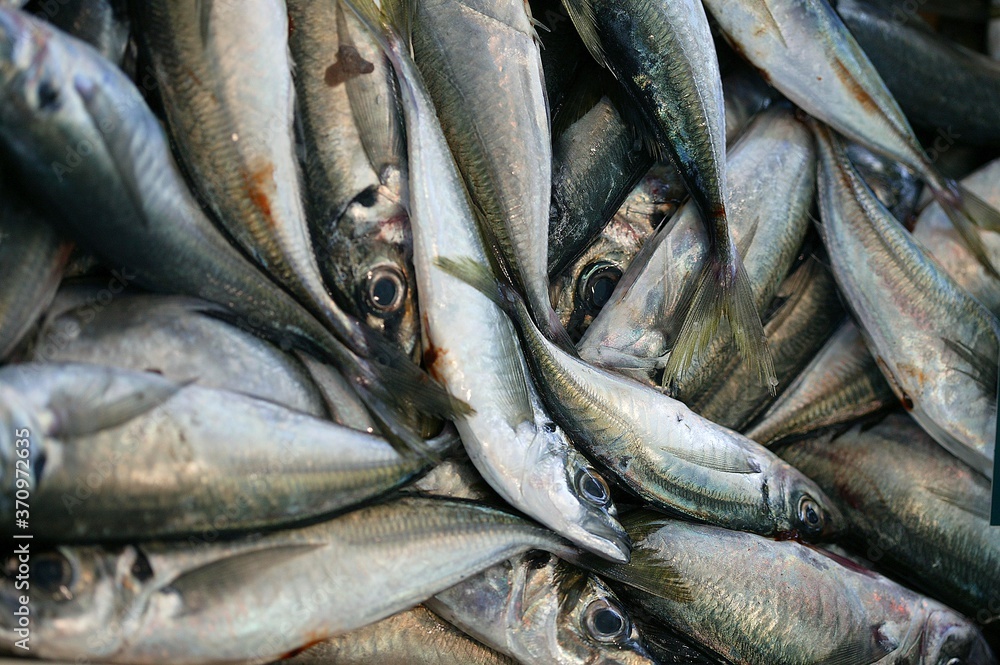 Obraz premium Horse Mackerels, tachurus trachurus, Fresh Fishes at Fishmonger's shop