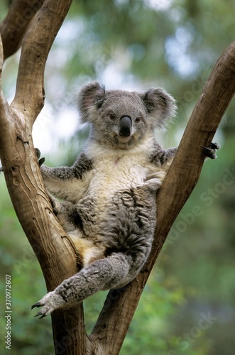 Fototapeta Naklejka Na Ścianę i Meble -  Koala, phascolarctos cinereus, Female standing on Branch