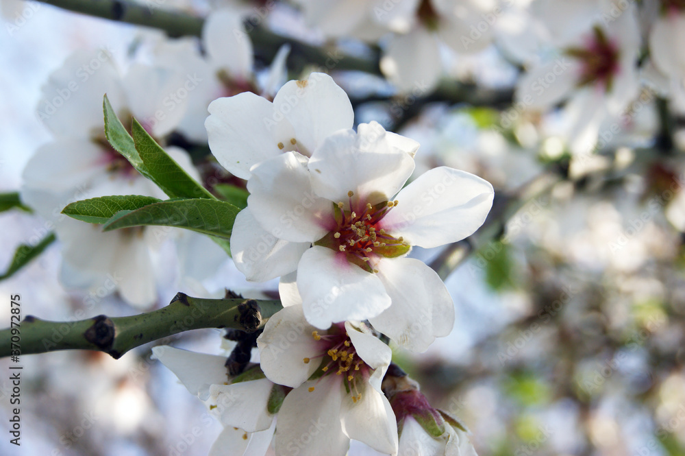 White flowers and buds of an cherry tree in spring blossom. White flowers and buds of an cherry tree in spring blossom.