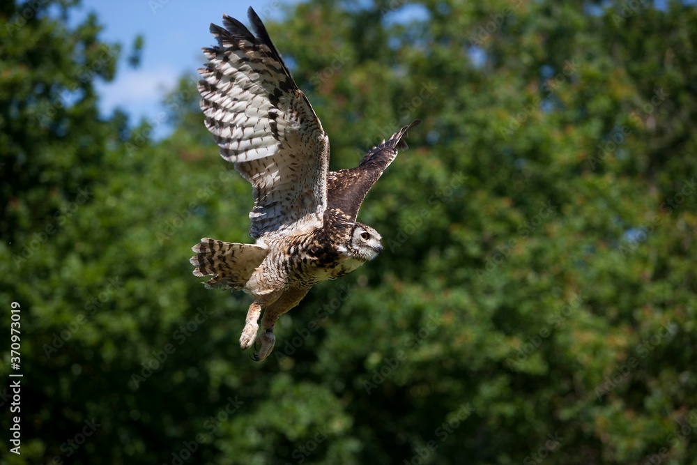 Fototapeta premium Cape Eagle Owl, bubo capensis, Adult in Flight