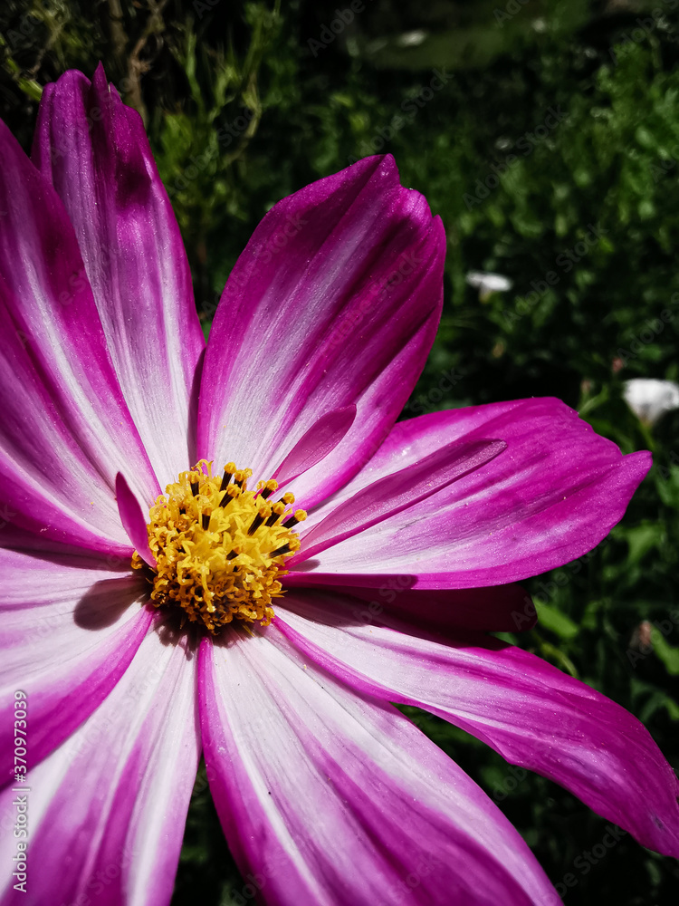 Summer in the Garden : Pink Cosmos