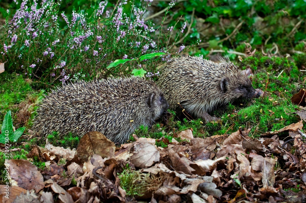 Naklejka premium European Hedgehog, erinaceus europaeus, Adults standing on Heater, Normandy