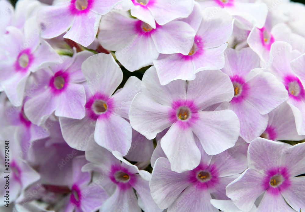 Beautiful Garden phlox (Phlox paniculata) flowers as a floral background.Selective focus. Beautiful Garden phlox (Phlox paniculata) flowers as a floral background.Selective focus.