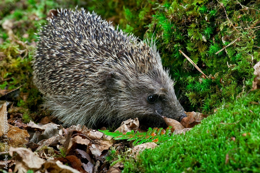 European Hedgehog, erinaceus europaeus, Adult standing on Moss, Normandy European Hedgehog, erinaceus europaeus, Adult standing on Moss, Normandy