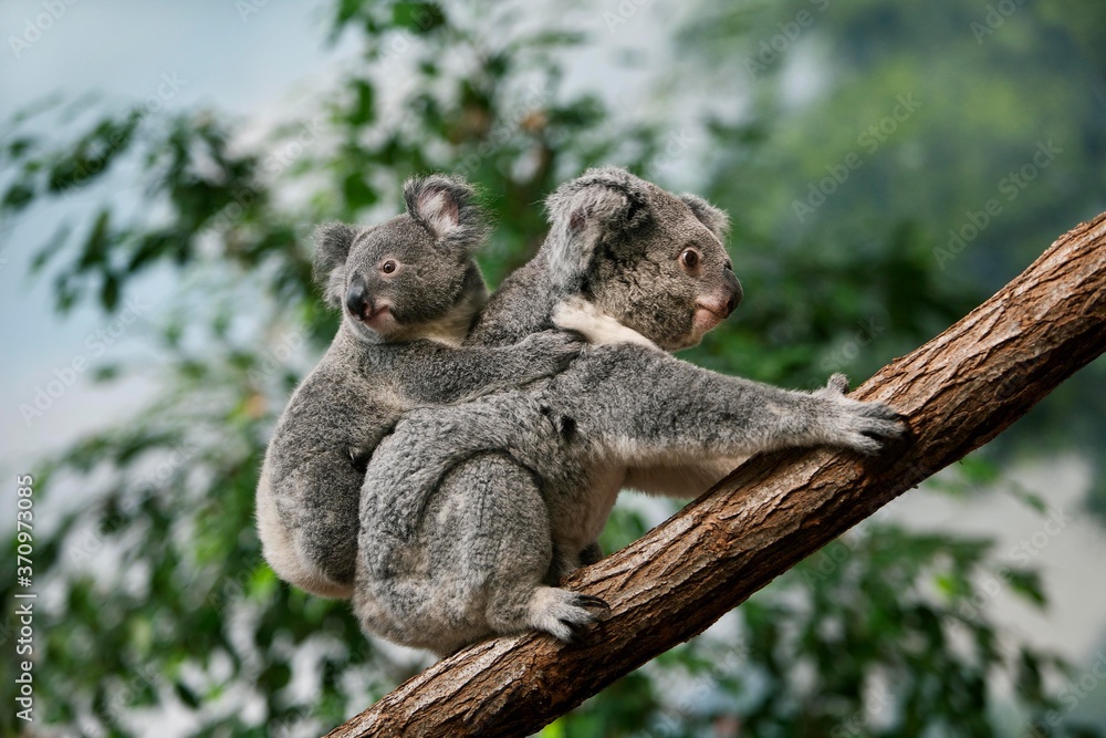 Obraz premium Koala, phascolarctos cinereus, Female carrying Yound on its Back
