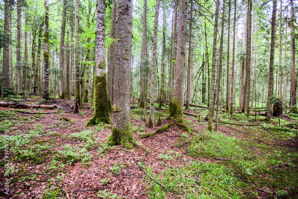 Deep forest, adventure, fresh air, spring day, nature reserve Deep forest, adventure, fresh air, spring day, nature reserve