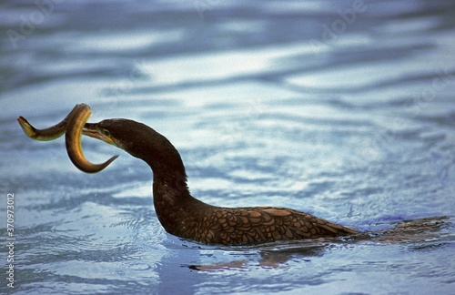 Great Cormorant, phalacrocorax carbo, Adult Eating Eel © slowmotiongli