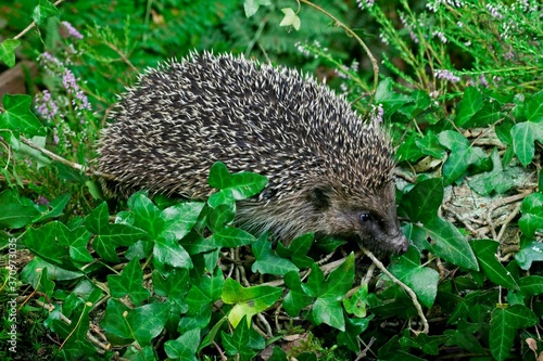 European Hedgehog, erinaceus europaeus, Adult standing on Moss, Normandy